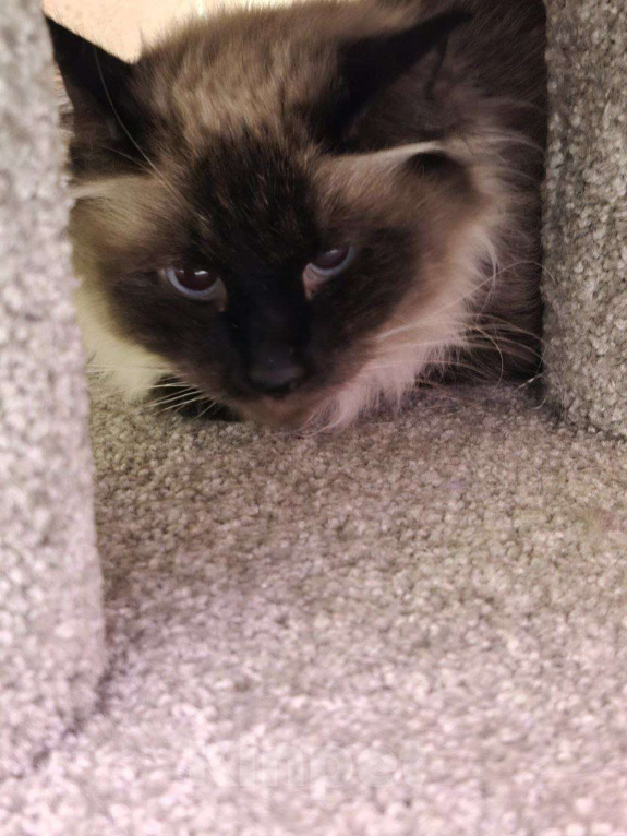 Кошки в Москве: Тайская кошка со сложной судьбой в дар заботливым людям Девочка, Бесплатно - фото 5