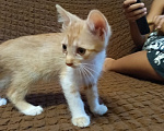 Кошки в Симферополе: Отличный охотник вам домой! Соник , поймавший детеныша мыши уже в 3 месяца! Мальчик, Бесплатно - фото 5