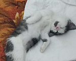 Кошки в Воронеже: Потерялся котик возле ВАСО Мальчик, Бесплатно - фото 4