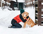 Собаки в Москве: Ласковая и общительная Ода ищет дом! Девочка, Бесплатно - фото 2