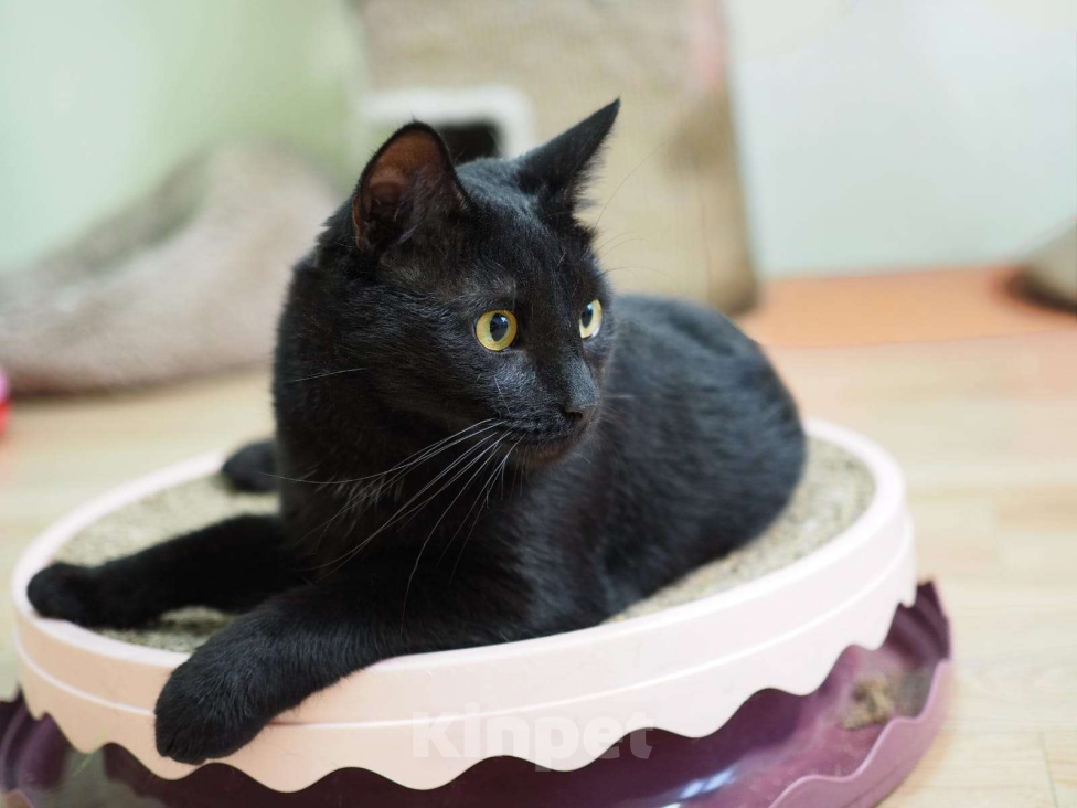 Кошки в Люберцах: У Криса нет одной лапы, кот в добрые руки Мальчик, Бесплатно - фото 2