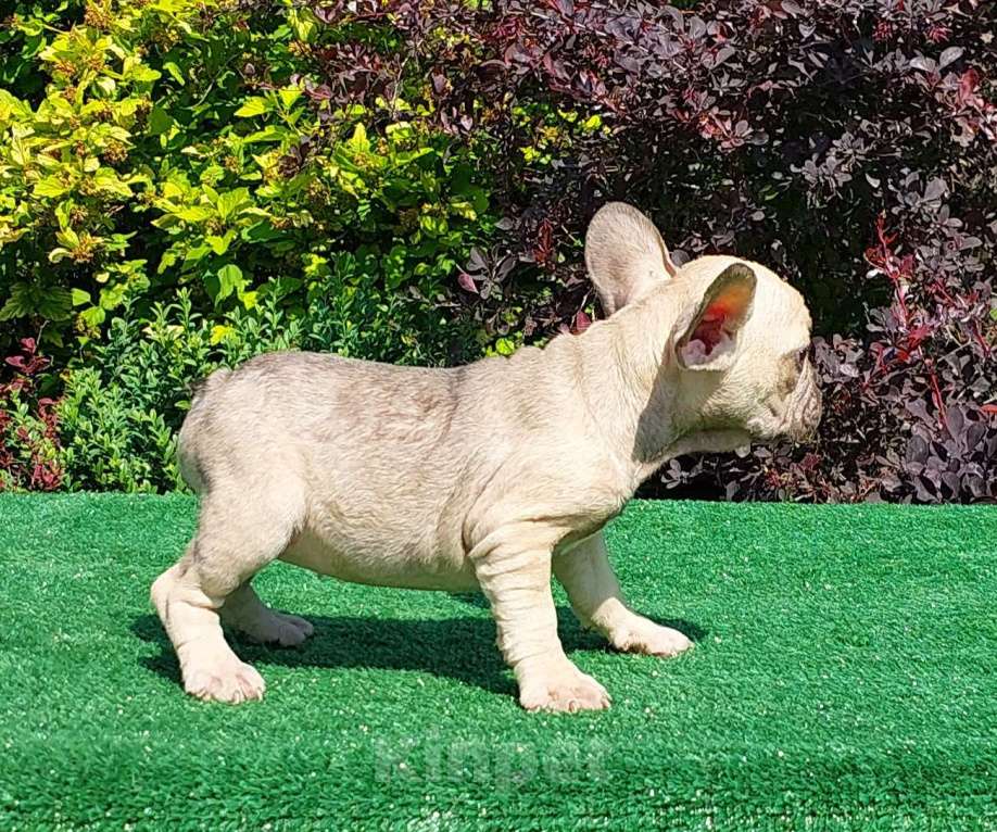 Собаки в Туле: Девочка французского бульдога  Девочка, 45 000 руб. - фото 2