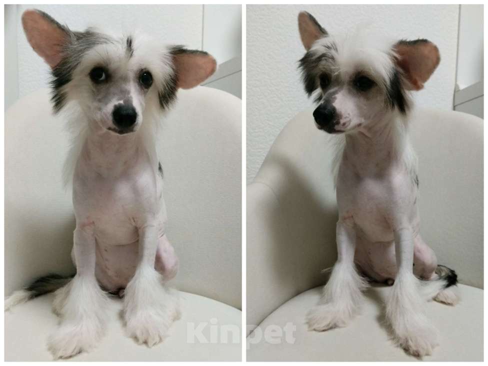 Собаки в Санкт-Петербурге: Девочки китайской хохлатой собаки Девочка, Бесплатно - фото 2