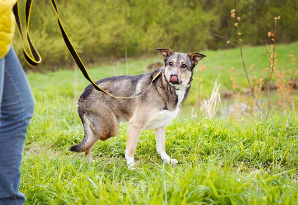 Собаки в Москве: Собачка на трёх лапках ищет дом Девочка, Бесплатно - фото 10