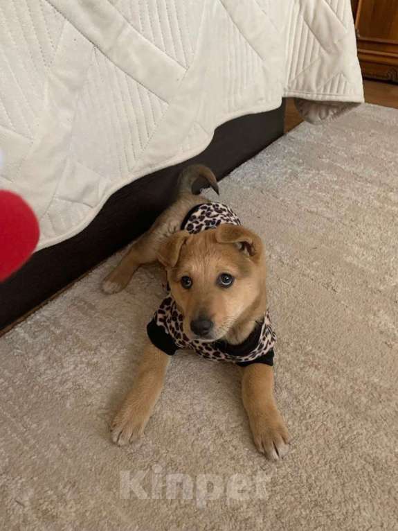 Собаки в Санкт-Петербурге: Скромный щенок в футболочке ищет дом Девочка, Бесплатно - фото 3
