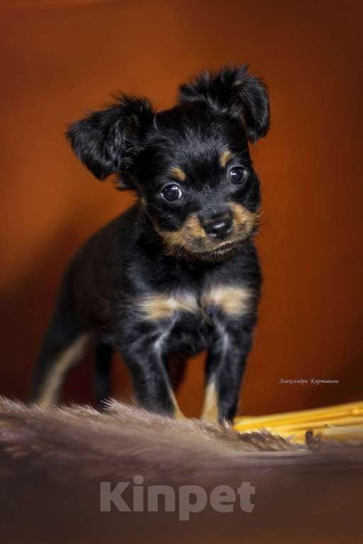 Собаки в других городах Челябинской области: Русский той кобель дш Мальчик, 35 000 руб. - фото 3
