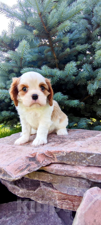 Собаки в Санкт-Петербурге: Мальчик кавалер Кинг Чарльз спаниель  Мальчик, 80 000 руб. - фото 2