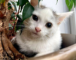 Кошки в Москве: Котенок Семен ищет дом Мальчик, Бесплатно - фото 7