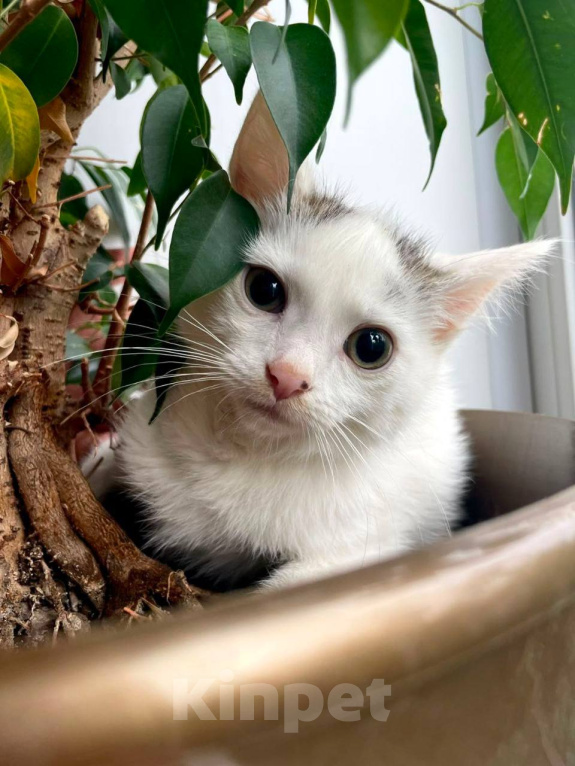 Кошки в Москве: Котенок Семен ищет дом Мальчик, Бесплатно - фото 7