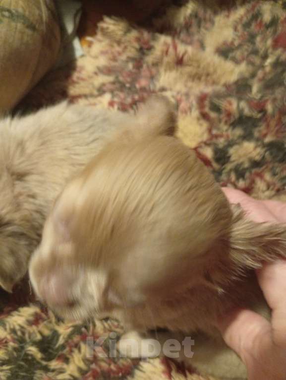 Собаки в Москве: Сука лилового окраса  Девочка, 22 000 руб. - фото 1