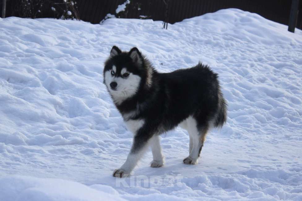 Собаки в других городах Липецкой области: Помски подрощеная сука Девочка, Бесплатно - фото 2