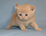 Кошки в Санкт-Петербурге: шотландский кремовый котик Мальчик, 25 000 руб. - фото 2