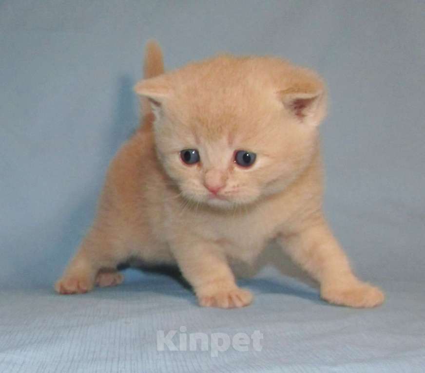 Кошки в Санкт-Петербурге: шотландский кремовый котик Мальчик, 25 000 руб. - фото 2