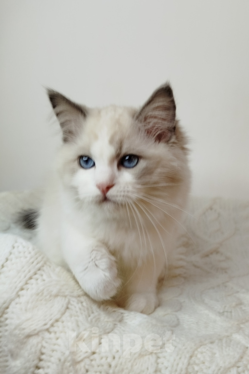 Кошки в Москве: Котик рэгдолл Мальчик, 85 000 руб. - фото 4