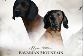 Собаки в Санкт-Петербурге: Щенок редкой породы Баварской горной гончей Девочка, 75 000 руб. - фото 4