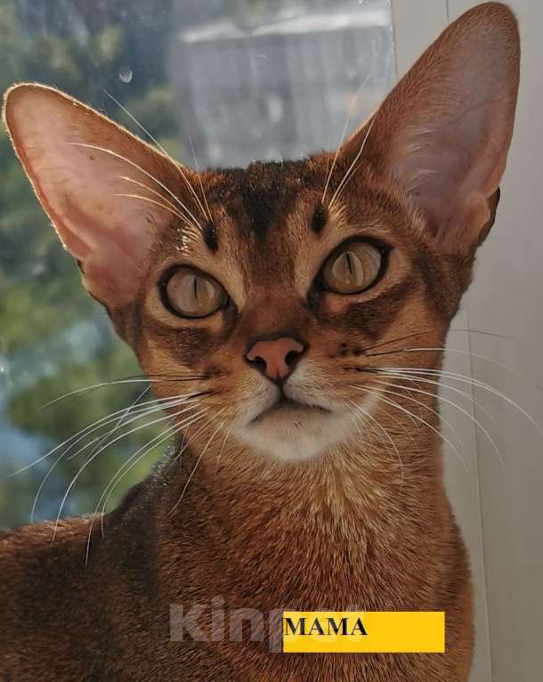Кошки в Мытищах: Абиссинские котята в домашние любимцы Девочка 1 Девочка, 45 000 руб. - фото 7