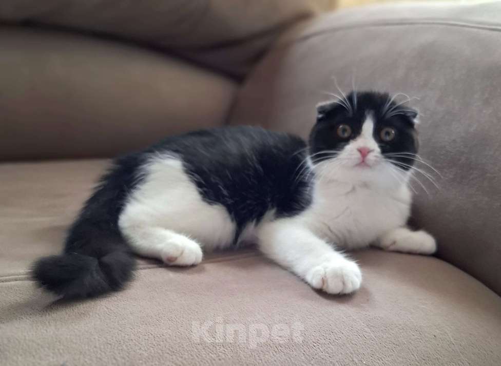 Кошки в Ярославле: Шотландская вислоухая короткошёрстная девочка  Девочка, 25 000 руб. - фото 4