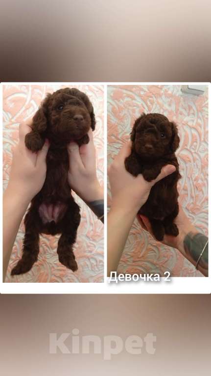 Собаки в Нижнем Новгороде: Щенки метисы маленькой породы Мальчик, 25 000 руб. - фото 4