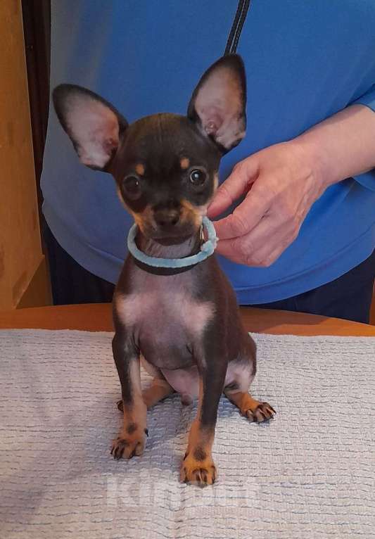 Собаки в Екатеринбурге: Русский той (терьер) Мальчик, 40 000 руб. - фото 2