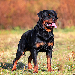 Ротвейлер
