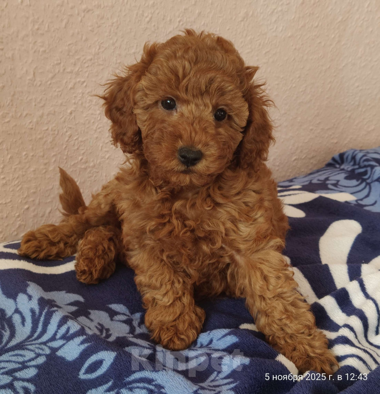 Собаки в Мытищах: Миниатюрный пудель Адель Девочка, 150 000 руб. - фото 1
