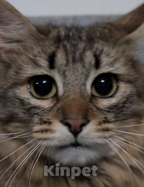 Кошки в Москве: Мем-кошка мурлыка Девочка, Бесплатно - фото 4