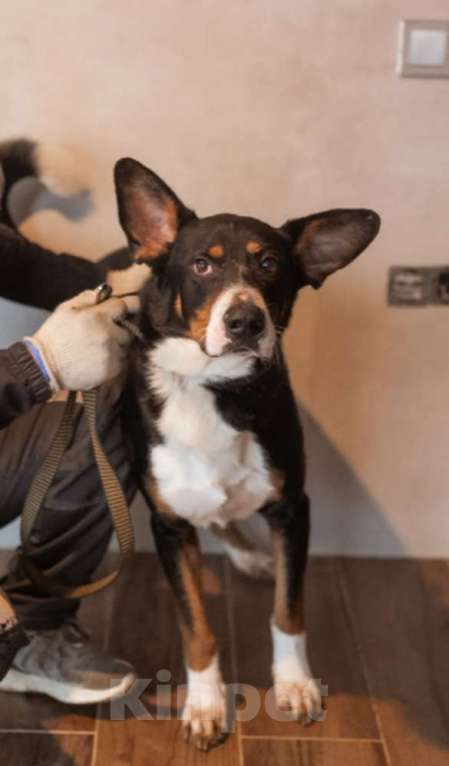 Собаки в Москве: Трехцветный добродушный пёс Барон ищет дом Мальчик, 1 руб. - фото 2