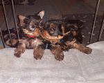Собаки в Орле: Девочка РКФ от титулованных родителей интерчемпионов Девочка, 55 000 руб. - фото 1