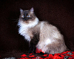 Кошки в Москве: Кошка Азалия(5 л) невская маскарадная, Бесплатно - фото 4