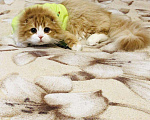 Кошки в Котельниково: Котёнок Хайленд фолд, 15 000 руб. - фото 2