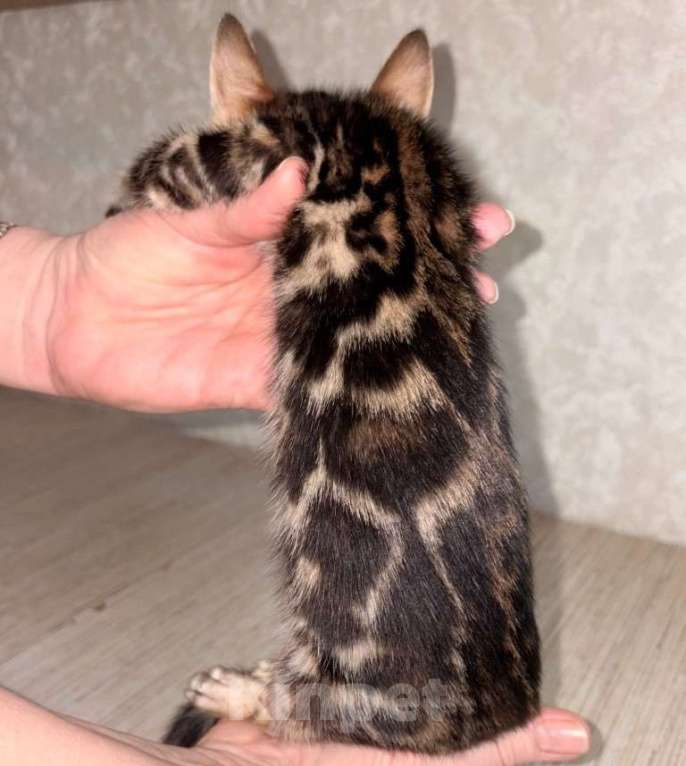 Кошки в Москве: Клубные бенгальские котята - девочка Девочка, 50 000 руб. - фото 1