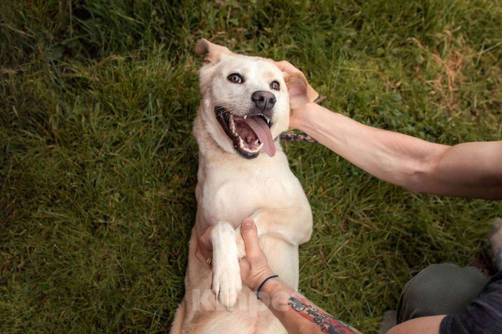 Собаки в других городах Московской области: Снежка так ждет семью! Девочка, Бесплатно - фото 8