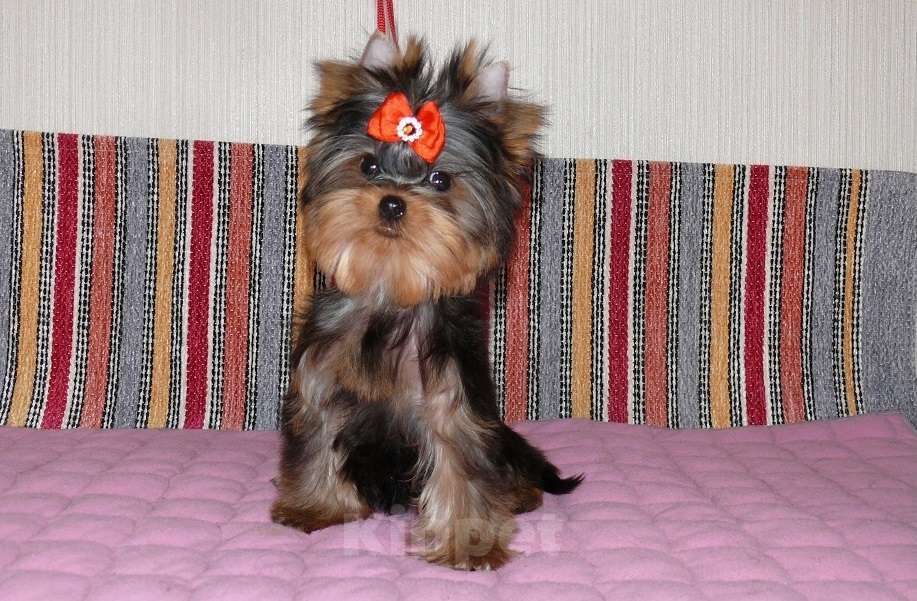 Собаки в Королеве: Йорк мини девочка  Девочка, 80 000 руб. - фото 4