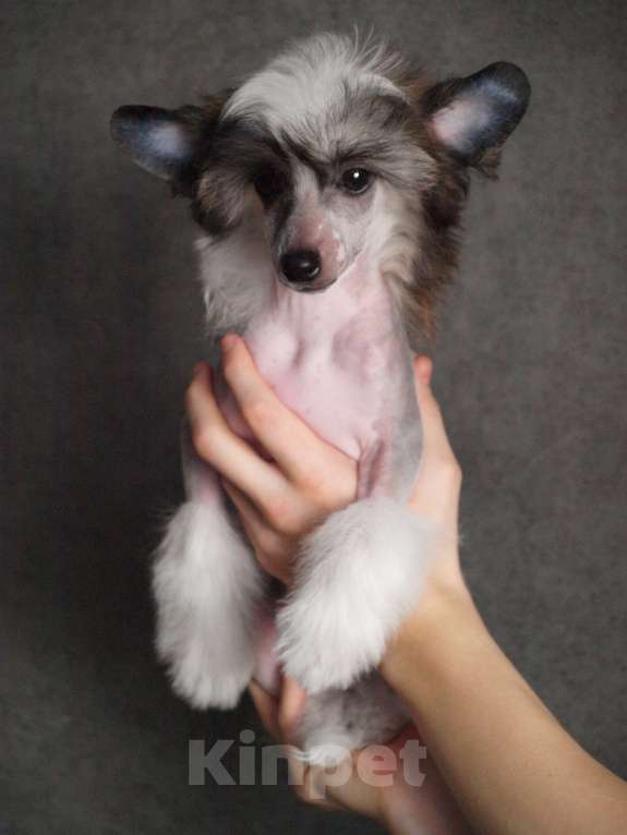 Собаки в Липецке: Небольшой голый мальчик Мальчик, 40 000 руб. - фото 4