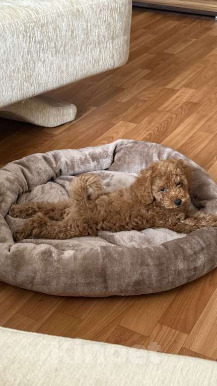 Собаки в Набережных Челнах: Щенок той-пуделя Мальчик, 50 000 руб. - фото 4