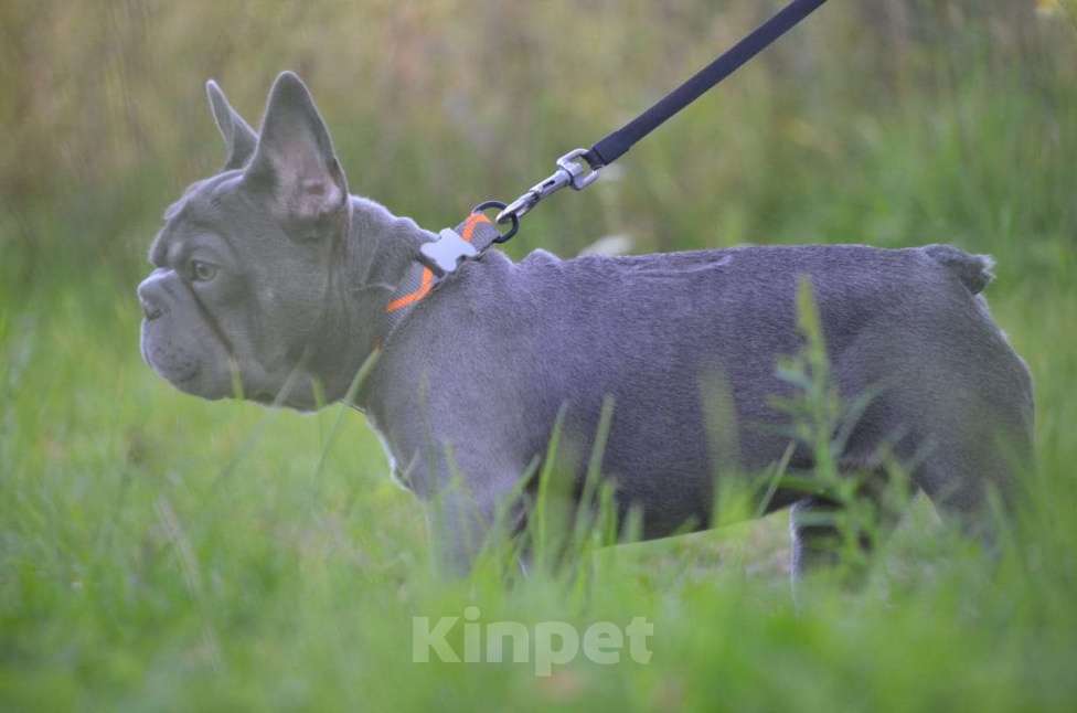 Собаки в Североуральске: Продам , французский щенок в типе бигроп . Девочка, 90 000 руб. - фото 3