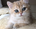 Кошки в Ковровом: Котёнок британской золотой шиншиллы  Мальчик, 50 000 руб. - фото 7