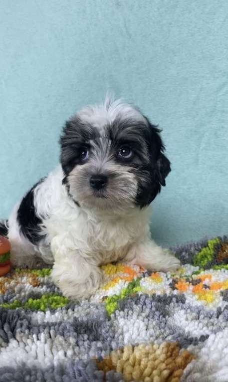 Собаки в Москве: Цветной Йорк - мальчик Мальчик, 40 000 руб. - фото 8