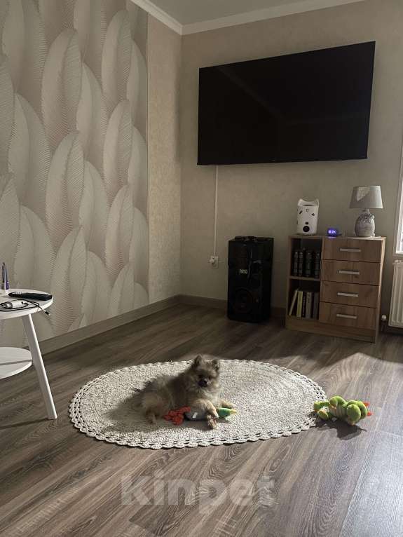 Собаки в Кисловодске: Щенок померанского шпица (Девочка) Девочка, 20 000 руб. - фото 8