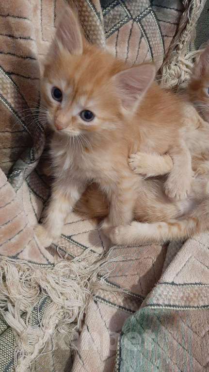 Кошки в Игарке: Котята, Бесплатно - фото 1
