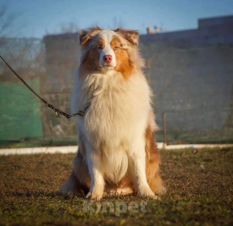 Собаки в Ейске: Отдам в заботливые руки Мальчик, Бесплатно - фото 1