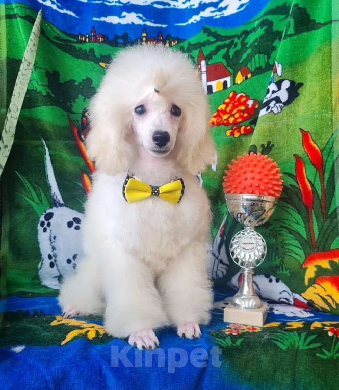 Собаки в Москве: Щенок миниатюрного  пуделя Мальчик, 50 000 руб. - фото 10