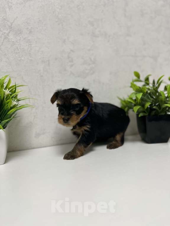 Собаки в Новосибирске: Мини мальчик Мальчик, 40 000 руб. - фото 1