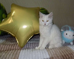 Кошки в Москве: Белоснежный котенок мейнкун, мальчик Мальчик, 20 000 руб. - фото 5