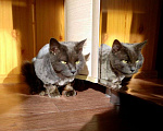 Кошки в Кубинке: Разговорчивый Кузя, кото-пёс Мальчик, Бесплатно - фото 2