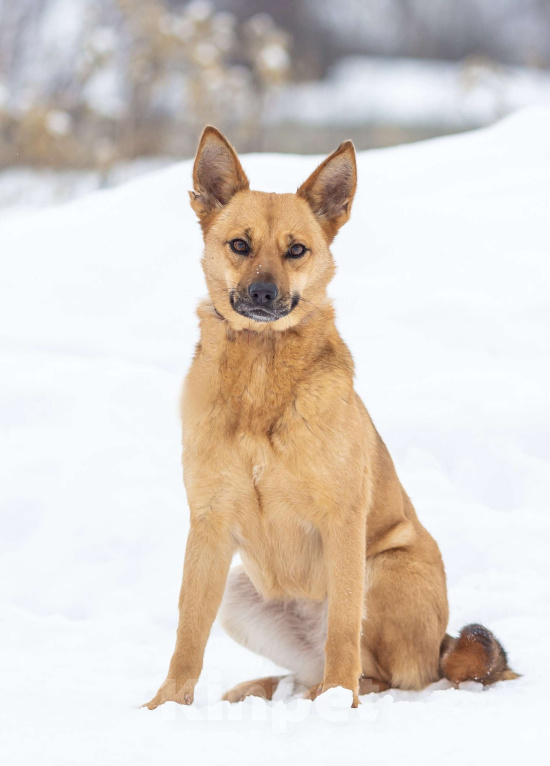 Собаки в Москве: Рыжая Фокси ищет дом Девочка, Бесплатно - фото 1