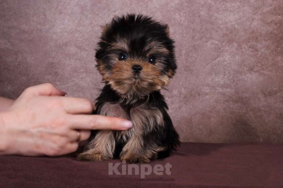 Собаки в Москве: Йоркширский терьер, курносая мини красотка Юджиния Девочка, 120 000 руб. - фото 5