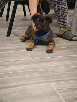 Девочка с умными глазами Пуша 3,5 месяца ищет дом 