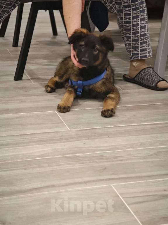 Собаки в Москве: Девочка с умными глазами Пуша 3,5 месяца ищет дом  Девочка, Бесплатно - фото 1