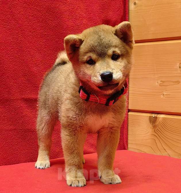 Собаки в Москве: Сиба ину - мальчик. 2 мес. Мальчик, 50 000 руб. - фото 5